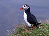 62_dyrholay_puffin_a1