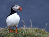 63_dyrholay_puffin_a1